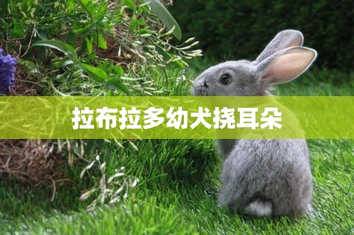 拉布拉多幼犬撓耳朵