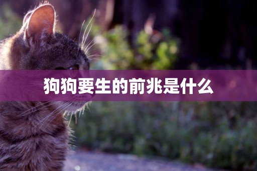 狗狗要生的前兆是什么