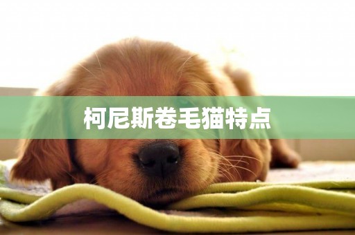 柯尼斯卷毛貓特點