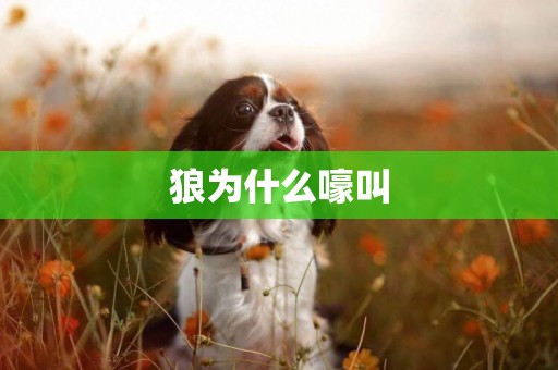狼為什么嚎叫