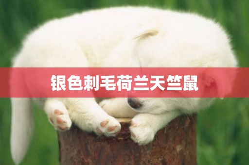 銀色刺毛荷蘭天竺鼠