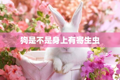 狗是不是身上有寄生蟲