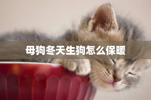 母狗冬天生狗怎么保暖