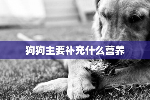 狗狗主要補充什么營養