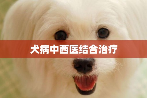 犬病中西醫結合治療