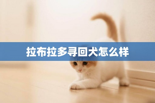 拉布拉多尋回犬怎么樣