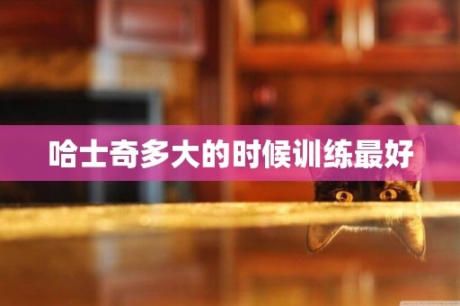 哈士奇多大的時候訓練最好