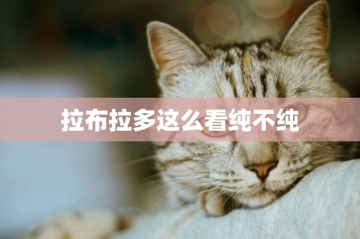 拉布拉多這么看純不純
