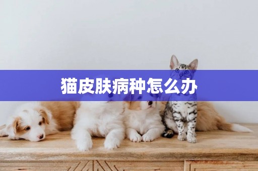 貓皮膚病種怎么辦