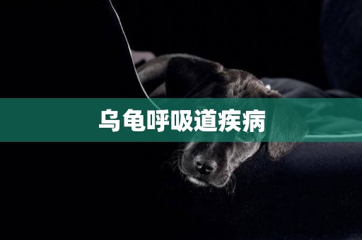 烏龜呼吸道疾病