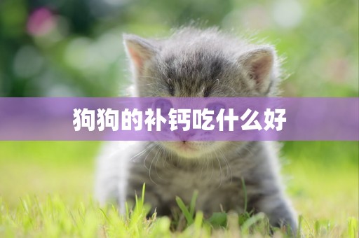 狗狗的補鈣吃什么好
