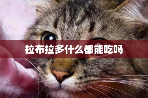 拉布拉多什么都能吃嗎