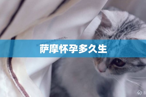 薩摩懷孕多久生
