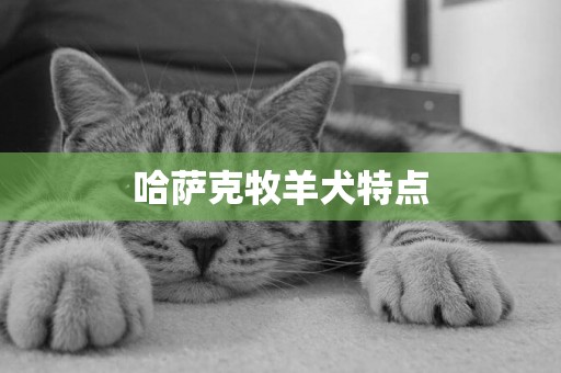 哈薩克牧羊犬特點