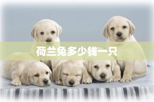 荷蘭兔多少錢一只