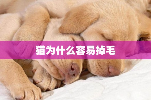 貓為什么容易掉毛