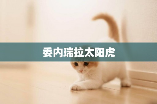 委內瑞拉太陽虎