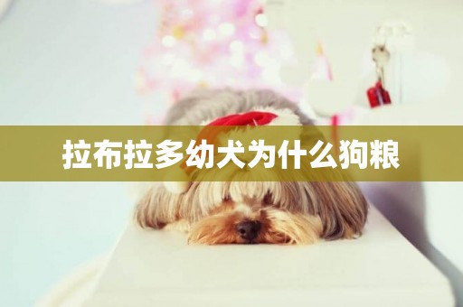 拉布拉多幼犬為什么狗糧