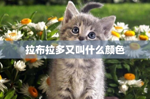 拉布拉多又叫什么顏色