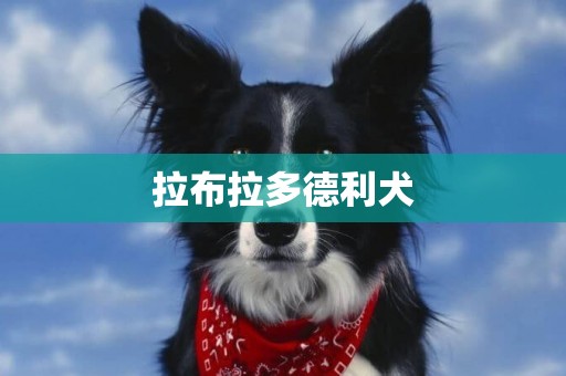 拉布拉多德利犬