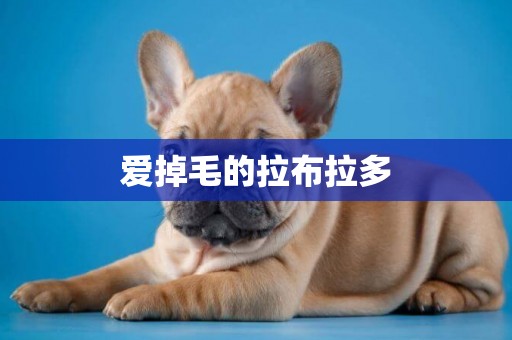 愛掉毛的拉布拉多