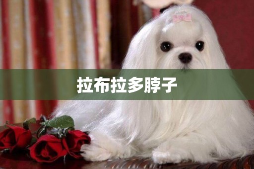 拉布拉多脖子