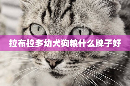 拉布拉多幼犬狗糧什么牌子好
