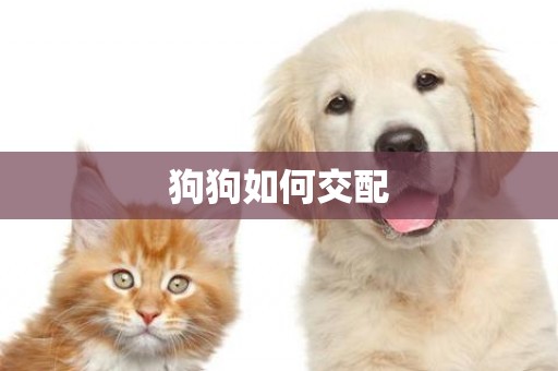 狗狗如何交配