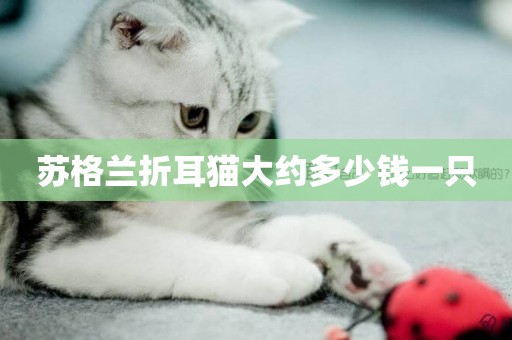 蘇格蘭折耳貓大約多少錢一只