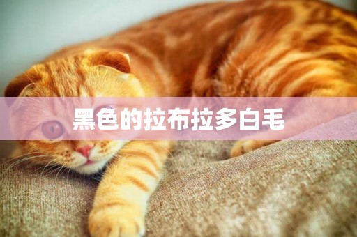 黑色的拉布拉多白毛