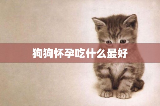 狗狗懷孕吃什么最好
