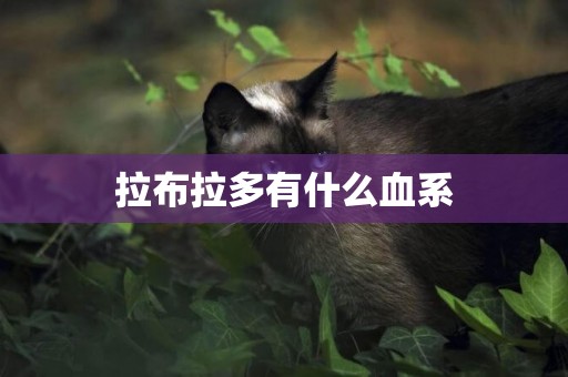 拉布拉多有什么血系
