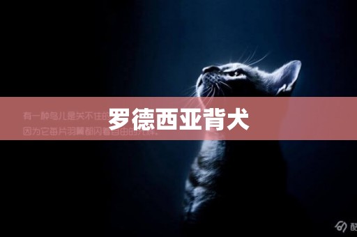 羅德西亞背犬