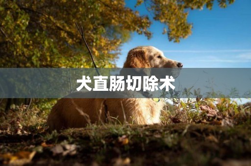犬直腸切除術