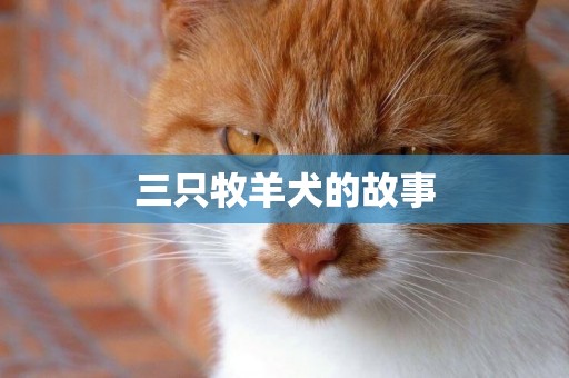 三只牧羊犬的故事