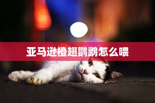 亞馬遜橙翅鸚鵡怎么喂