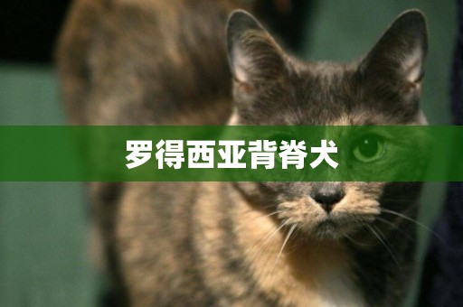 羅得西亞背脊犬