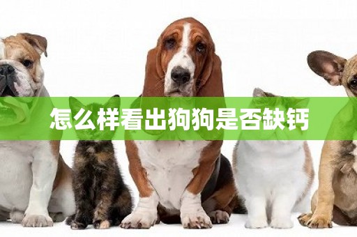 怎么樣看出狗狗是否缺鈣