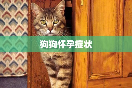 狗狗懷孕癥狀