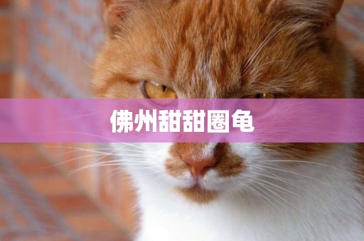 佛州甜甜圈龜