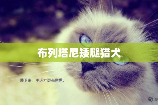 布列塔尼矮腿獵犬