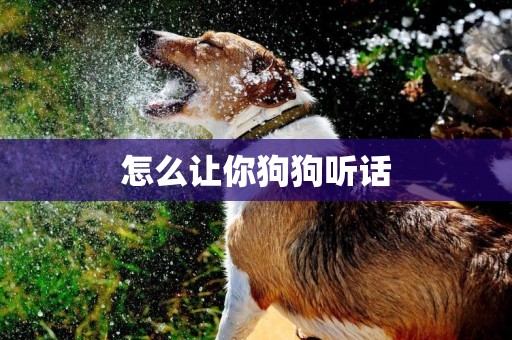 怎么讓你狗狗聽話