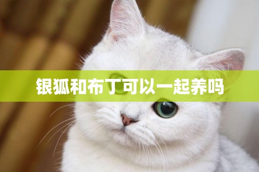 銀狐和布丁可以一起養嗎