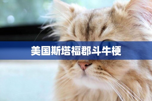 美國斯塔福郡斗牛梗