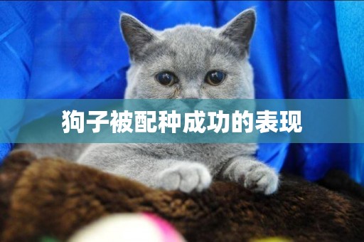 狗子被配種成功的表現