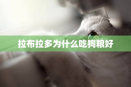 拉布拉多為什么吃狗糧好