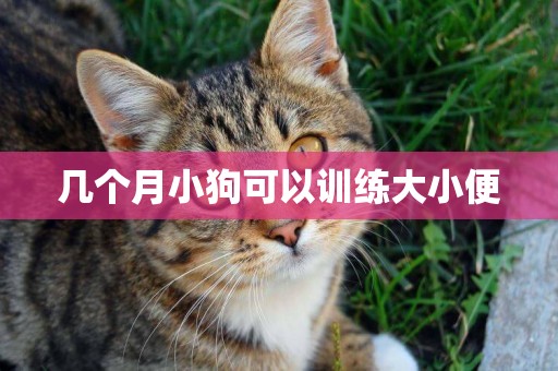幾個月小狗可以訓練大小便