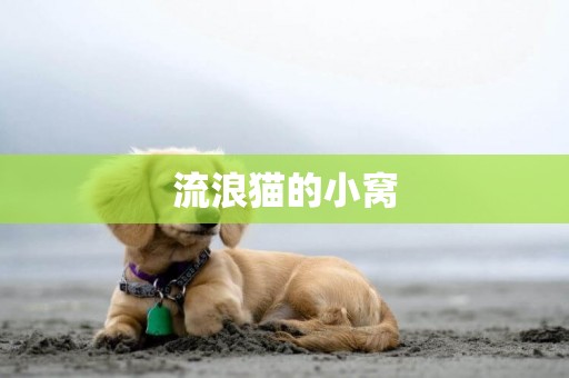 流浪貓的小窩