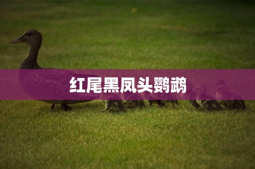 紅尾黑鳳頭鸚鵡