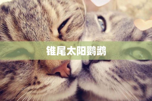 錐尾太陽鸚鵡
